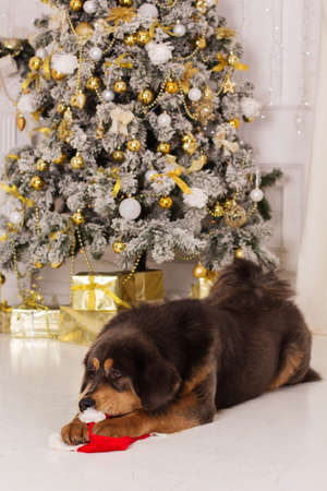 Puppy of big brown tibetan mastiff is sitting near christmas treeの写真素材