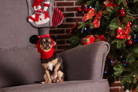 Cute chihuahua dog is wearing funny mickey mouse hat at home sitting in chair near christmas treeの写真素材