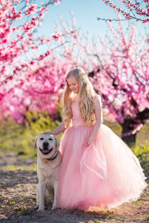 Little happy blonde girl is playing with her labrador dog in blooming peach garden with pink flowers, spring timeの写真素材