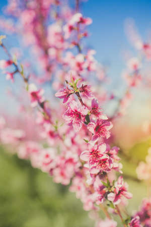 Closeup picture of peach pink flowers in gardens of Crimeaの写真素材