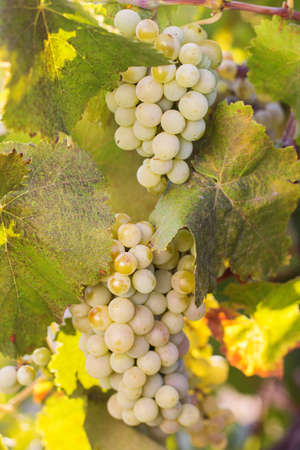 Vineyards at sunset in autumn harvest. Ripe grapes in fall.の写真素材