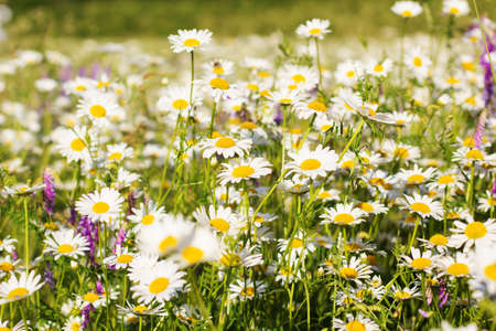 Green grass and chamomiles in the nature,summer timeの写真素材