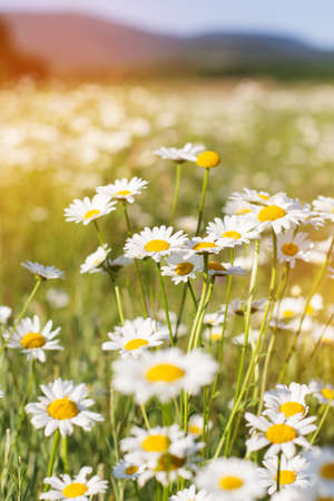 Green grass and chamomiles in the nature,summer timeの写真素材