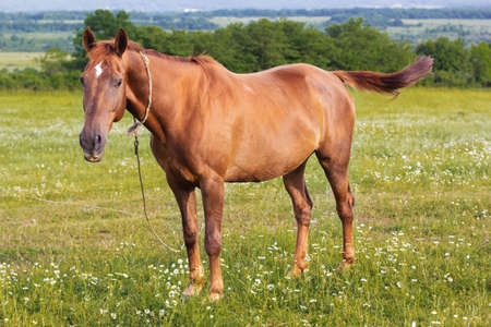 Beautiful brown horse is feeding in the mountainsの写真素材