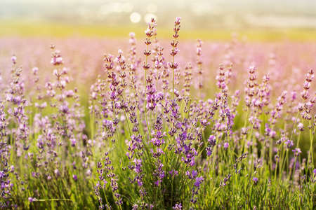 Beautiful purple meadow of lavender flowersの写真素材