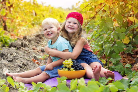 A cute little girl and her small brother outdoor in autumn vineyardの写真素材