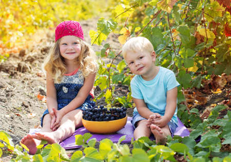 A cute little girl and her younger brother outdoor are eating grapes in autumn vineyardの写真素材