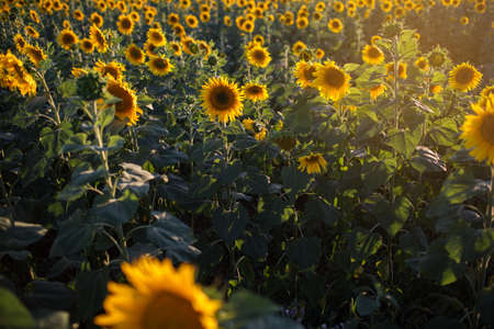 Closeup picture of sunflowers over sunset lights, summer timeの写真素材