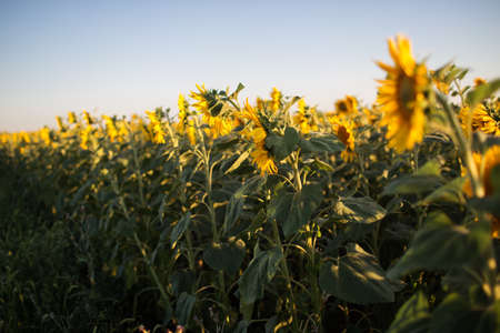 Big yellow field of sunflowers over blue sky, summer timeの写真素材
