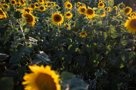 Big yellow field of sunflowers over sunset lights, summer timeの写真素材