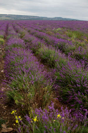 Lavender field in the summer in Crimeaの写真素材