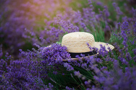 Straw hat in lavender field in the summerの写真素材