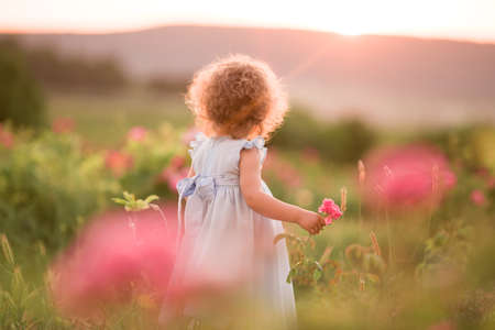 Back view of curly child girl is walking in spring garden with pink blossom roses flowers, sunset timeの写真素材