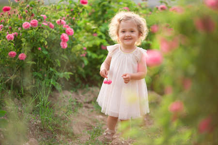 Pretty curly child girl is walking in spring garden with pink blossom roses flowers, sunset timeの写真素材