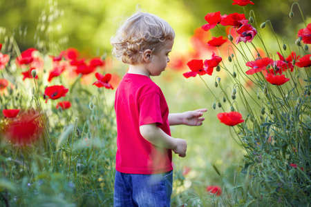 A small blond boy is holding red poppy flowerの写真素材