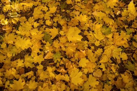 Yellow and orange autumn leaves backgroundの写真素材