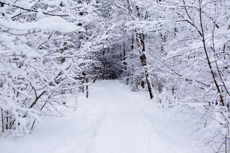 Snowy winter landscape of Russia