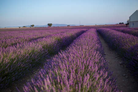 Blossom purple lavender field in summer landscape near Valensole. Provence,Franceの写真素材