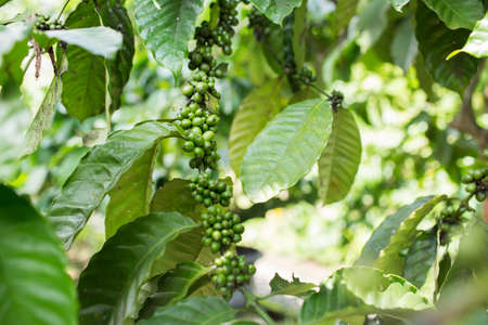 Green coffee beans growing on the branch in Indonesia.の写真素材