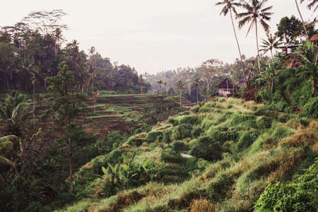 Tegalalang rice terrace fields in morning sunrise, Ubud, Bali, Indonesia.の写真素材