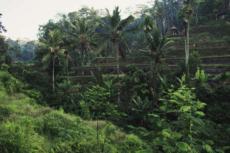 Tegalalang rice terrace fields in morning sunrise, Ubud, Bali, Indonesia.の写真素材