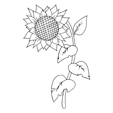 Sunflower on a stalk with carved leaves. Vector illustration.のイラスト素材