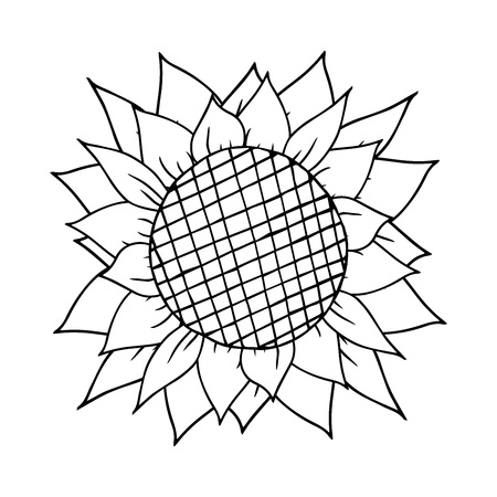 Sunflower with thick leaves. Vector illustration.のイラスト素材