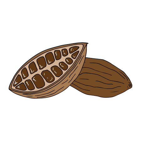Cocoa beans. Cut fruit of cocoa tree. Vector illustration. Hand drawn cocoa beans.のイラスト素材