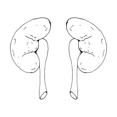 Vector illustration of a human kidney.  Hand drawn human kidney.のイラスト素材