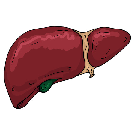 Human liver. Vector illustration of a human liver. Human anatomy. Hand drawn human liver and gallbladder. Gall bladder.のイラスト素材