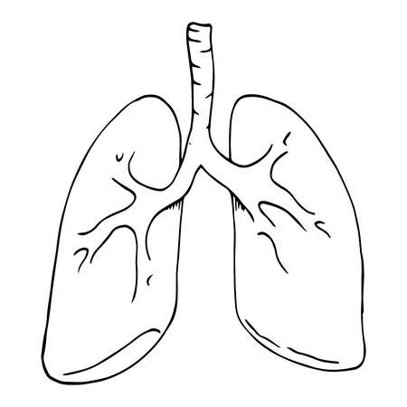 Vector illustration of a man's lungs. Hand drawn human lungs.のイラスト素材