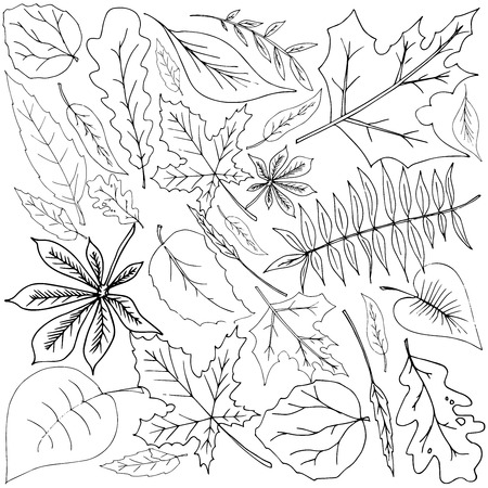 Set of different leaves. Background of leaves. Hand drawn different leaves. Doodle of autumn leaves.のイラスト素材