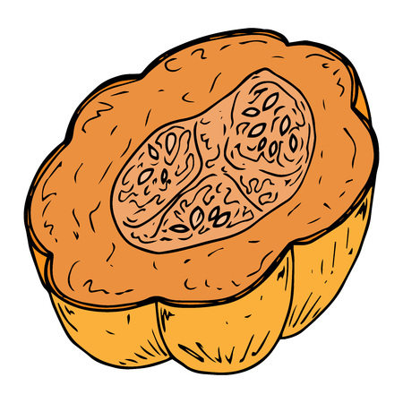 Pumpkin icon. Vector illustration of a pumpkin for Thanksgiving. Hand drawn pumpkin.のイラスト素材