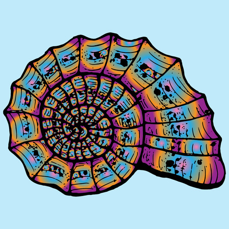 Beautiful sea shell. Hand drawn large shell.のイラスト素材