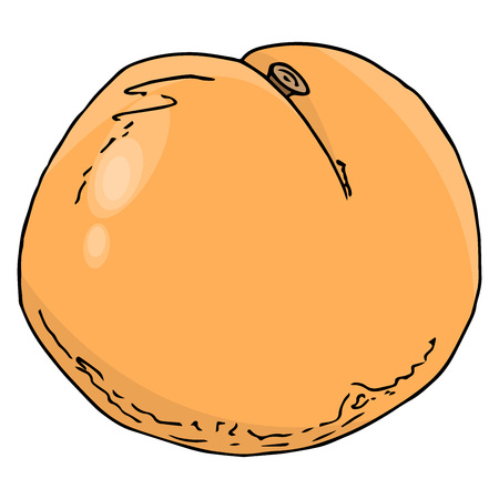 Peach icon. Vector illustration fruit peach. Hand drawn peach.のイラスト素材