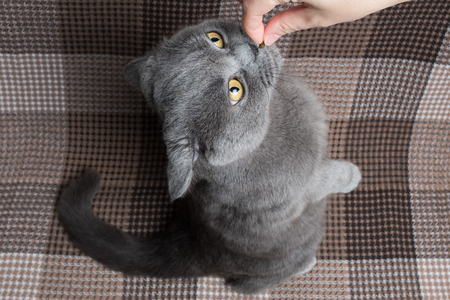 Portrait of grey cat cute. Funny British cat in studio.の写真素材