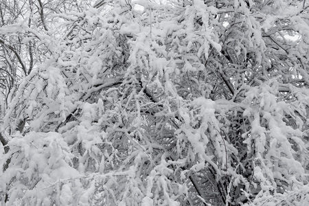 Bent tree Snow-covered tree in the forest. Snow drifts. Winter park in the snow.の写真素材
