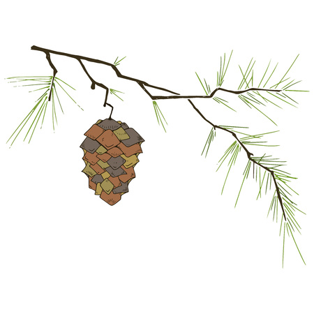 Fir-tree branch with a cone. Vector illustration of a pine cone on a pine branch. Fir-tree branch with a cone hand drawn.のイラスト素材