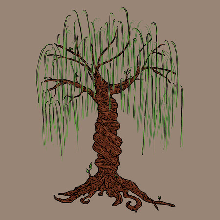 Tree icon. Vector illustration big tree willow. Hand drawn weeping willow tree.のイラスト素材