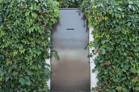 Metallic brown door. Door entwined with leaves. Metal door with a slot for mail. Hedge. Wall of...