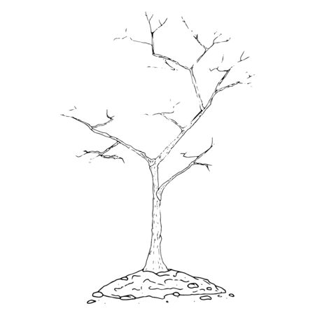 Planting a tree in the ground icon. Vector illustration of an autumn bush, tree planting. Hand drawn young tree planted in the ground.のイラスト素材