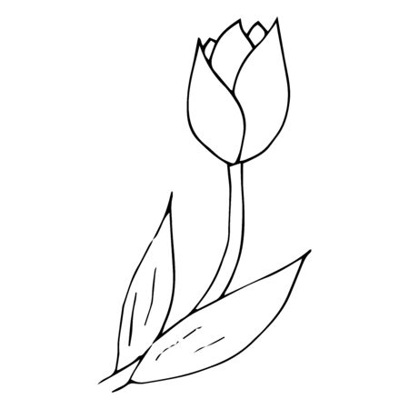 Tulip icon. Vector illustration of spring tulip flower. Hand drawn spring tulip.のイラスト素材