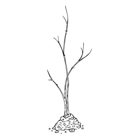 Young seedling icon. Vector illustration of a young sapling for planting. Hand drawn young bush for spring planting.のイラスト素材