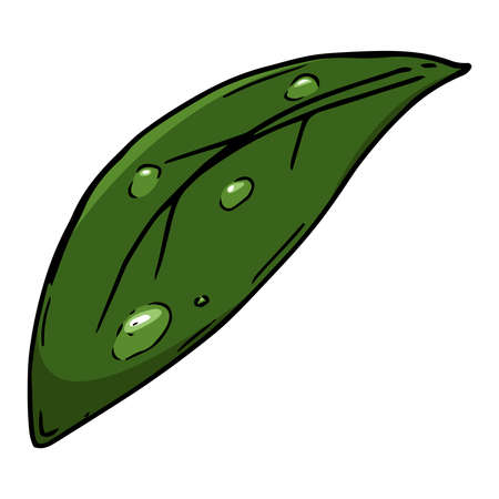 Flower of leaves with drops icon . Vector illustration of a pattern of leaves. Hand drawn leaves with drops of waterのイラスト素材