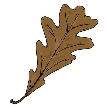 Oak leaf. Vector illustration of a falling oak leaf. Hand drawn oak leaf. Autumn leaf of an oak tree.のイラスト素材