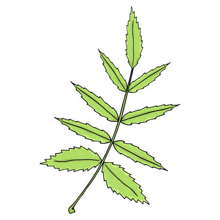 Hand drawn leaf of the tree. Vector illustration of a falling leaf of a tree.  Autumn leaf.のイラスト素材