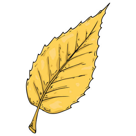 Hand drawn leaf of the tree. Vector illustration of a falling leaf of a tree.  Autumn leaf.のイラスト素材