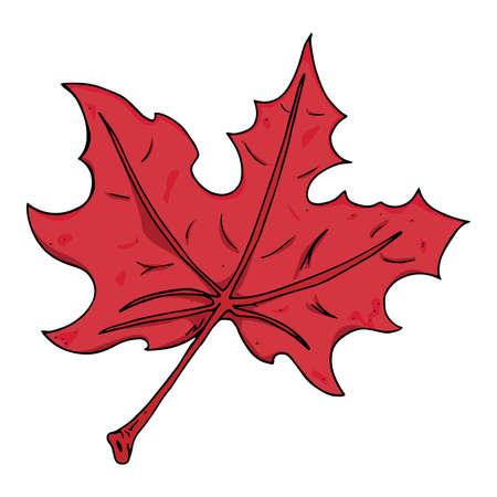 Maple leaf. Vector illustration of a maple leaf. Hand drawn red maple leaf.のイラスト素材