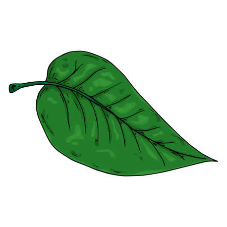 Hand drawn leaf of the tree. Vector illustration of a falling leaf of a tree.  Autumn leaf.のイラスト素材