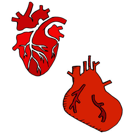 Anatomical heart. Vector illustration of the human heart. Hand drawn set human hearts. For cardiology or medical design.のイラスト素材